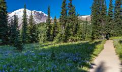 The leading line of a trail with a small meadow of blue lupines and a distant view of Mount Rainier in the Sunrise area of Mount Rainier National Park.