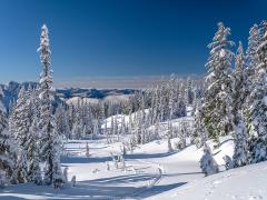 Ski and snowshoe trails make leading lines on the snow surrounded by trees beneath a blue sky at Paradise in Mount Rainier National Park