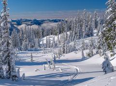 A thick blanket of snow covering the ground, trees, and mountains beyond on a sunny, blue-sky day at Mount Rainier National Park