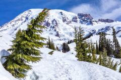A springtime snow-covered Mount Rainier volcano framed by green conifer trees and a snowy trail leading line, Mount Rainier National Park