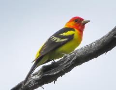 A close-up image of a bright, orange and yellow western tanager perched on a tree limb, Mount Rushmore National Memorial