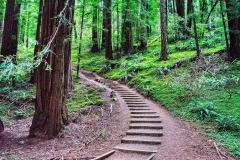 A stepped trail leading line vanishing into the forest of Muir Woods National Monument, California