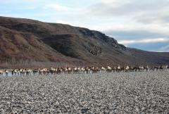 A large group of caribou with mountains in the background, Noatak National Preserve