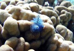 A bright blue Christmas Tree worm growing from a cream-colored coral reef in the National Park of American Samoa