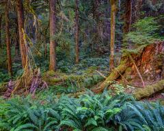 A view of the interior of the forest in the Sol Duc Valley, with lush green ferns on the forest floor in Olympic National Park, Washington
