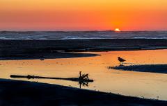 Sunset at Kalaloch Beach, with saturated orange and gold colors in the sky reflecting in Kalaloch Creek, and silhouettes of a log and a sea gull in Olympic National Park