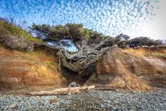 The "Tree of Life" clinging by a few strong roots over a cave created by a stream undercutting the bluff in Olympic National Park, Washington