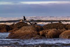 Black oystercatchers on the rocks during low tide at Kalaloch Beach in Olympic National Park