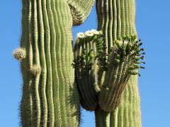 A telephoto shot of blooming cactus at Organ Pipe Cactus National Monument, in Arizona