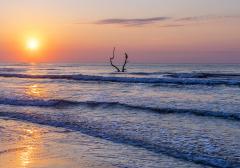 Sunrise over Malaquite Beach and a tree with pelicans at Padre Island National Seashore, Texas