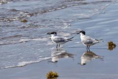 Two sandwich tern birds reflected on the wet beach at Padre Island National Seashore