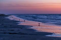 A light pink and yellow sky signals dawn over the blue water of the Gulf olf Mexico, with shore birds dotting the beach in Padre Island National Seashore in Texas