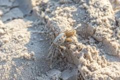 A ghost crab camouflaged to blend in with the sand at Padre Island National Seashore, Texas
