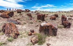 A small group of hikers along the Crystal Forest Trail, looking at the beautifully mineralized log sections in Petrified Forest National Park, in Arizona