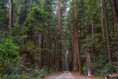 Howland Hill Road, a dirt and gravel road lined on either side by tall coastal redwood trees in Jedediah Smith Redwoods State Park, a part of Redwood National and State Parks
