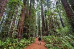 A hiker looking up at the coastal redwood trees along the Stout Grove trail in Jedediah Smith Redwoods State Park, of Redwood National and State Parks in California