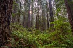 A haze-veiled sunstar peeking between tall redwood beneath which grow bright green ferns in Redwood National and State Parks