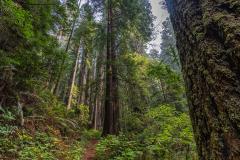 A dirt trail leading through a green forest of giant coastal redwoods at Prairie Creek Redwoods State Park, Redwood National and State Parks