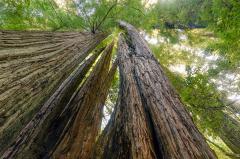 A skyward-looking view of tall redwood trees, Redwoods Nationan and State Parks