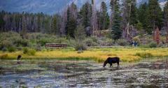 Two people in the background watching a moose and her calf graze in Sprague Lake, Rocky Mountain National Park, Colorado