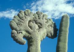 An odd, fan-shaped saguaro cactus known as a cristate in Saguaro National Park, Arizona