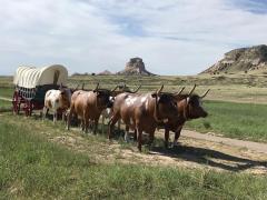 A replica of a covered wagon and a team of oxen with Scotts Bluff formation in the background, Scotts Bluff National Memorial