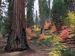 A forest interior with a giant sequoia tree trunk surrounded by autumn-hued small trees and foliage in reds, golds, and oranges, Sequoia and Kings Canyon national parks