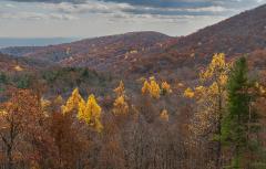A line of gold- and orange-leafed trees with tree-covered mountains in the distance at Shenandoah National Park