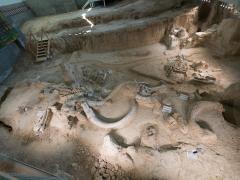 Fossil Columbian Mammoth bones at a display dig at Waco Mammoth National Monument in Texas