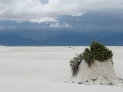 A white gypsum sand plant pedestal topped by skunkbush sumac with a white sand landscape and blue mountains and clouds in the distance, White Sands National Park