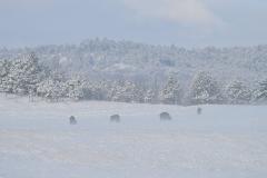 Bison grazing on a snowy day above ground at Wind Cave National Park