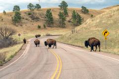 Several bison crossing U.S. Highway 385 that runs through Wind Cave National Park in South Dakota
