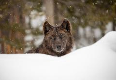 Zoomed in portrait of a wolf which is sitting behind a snow bank with only its head showing, Yellowstone National Park