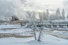 A frosty, steaming winter landscape around Giant Geyser at Upper Geyser Basin in Yellowstone National Park