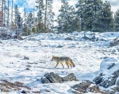 A lone coyote walking in the snow paralleling a boardwalk at Upper Geyser Basin in Yellowstone National Park