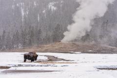 A side view of a lone bison standing in a snowstorm beside a steaming Old Faithful geyser at Upper Geyser Basin in Yellowstone National Park