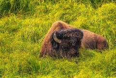 A bison bull with one eye open lounging in the grass during a summer afternoon in Yellowstone National Park