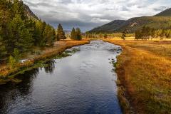 looking west along the leading line of the Madison River as it flows between a line of trees on one side and a golden-grass meadow with lounging buffalo on the other side on an overcast autumn day in Yellowstone National Park