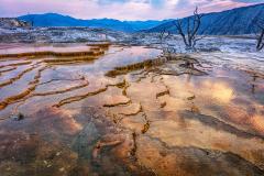 a pink-hued early morning sky producing a golden light and shine to the terraced hot springs at Mammoth Hot Springs in Yellowstone National Park.
