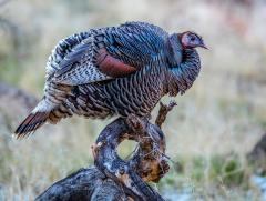 A profile view of a colorful wild turkey perched on a stump in Zion National Park