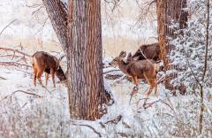 Several deer grazing in the winter snow between trees at Zion National Park