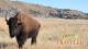 National Parks Traveler podcast, best national park podcasts, Wind Cave bison 