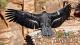 How are California condors doing at Zion National Park?