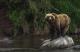 An image of a bear standing on a rock in the middle of a river