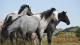 Feral horses at Theodore Roosevelt National Monument by Alexandria Shankweile