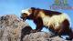 A wolverine climbing on rocks, photo courtesy of NPS